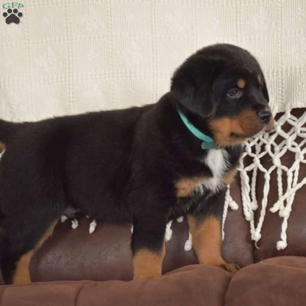 Atlas, Bernese Mountain Dog Mix Puppy